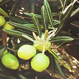 ドイツ製壁紙【8-531】Olive Tree オリーブツリー